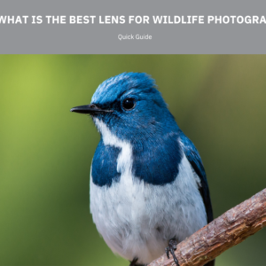 Perfect Wildlife Lenses Quick Guide
